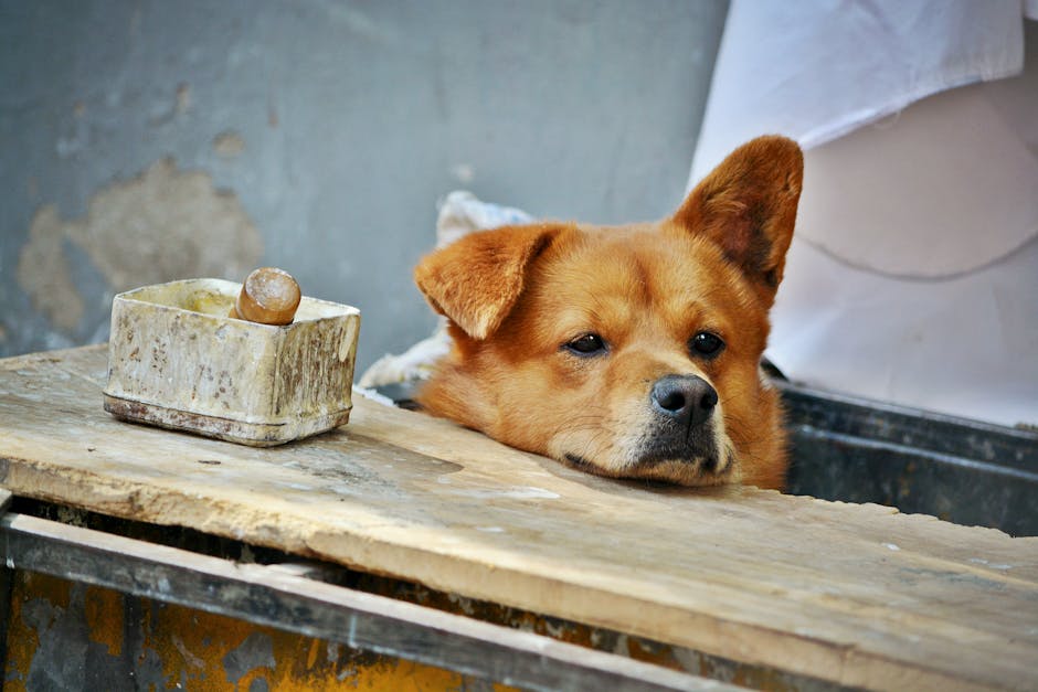 Bunny Chow