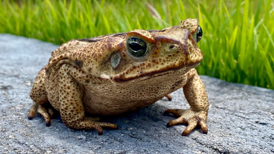 Toad in the Hole